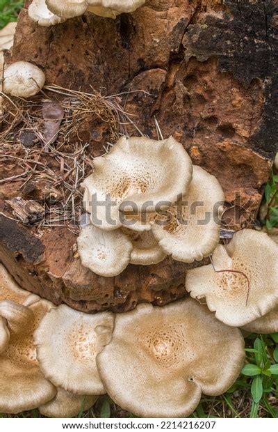 Group Honey Mushrooms Armillaria Tabescens Growing Stock Photo