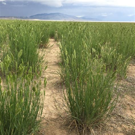 Cool Season Grasses Great Basin Seeds