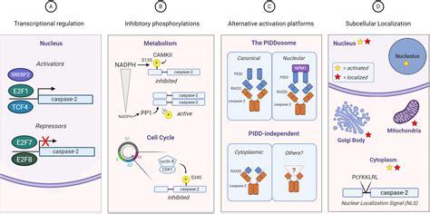 Frontiers Caspase Substrates To Apoptosis Cell Cycle Control And