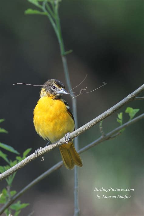 Baltimore Oriole Nest – Birding Pictures