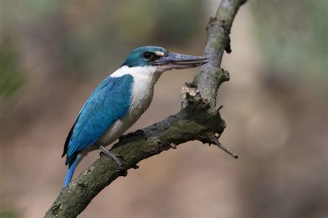 Collared Kingfisher – Birds of Singapore