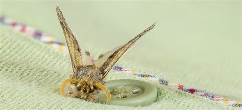 What Damage Do Moths Cause? | Fantastic Pest Control