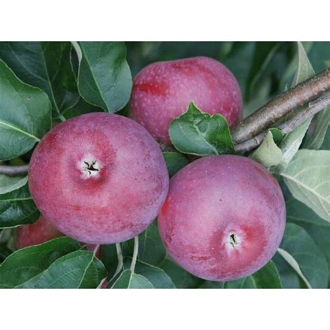 Яблоня Лобо купить в Москве саженцы из питомника Greenpoint24