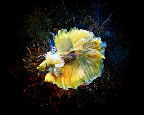 A Rusty Yellow Halfmoon Betta Fish Digital Art By Scott Wallace Digital