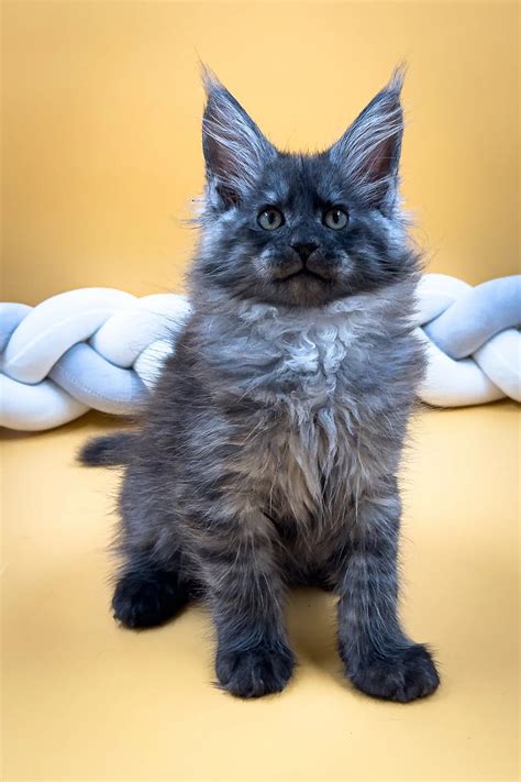 Adopt your Sweet Maine Coon Kitten Today – Purebred Kitties