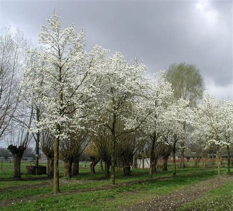 Magnolia kobus | Kobus-Magnolie, Japanische Magnolia | Van den Berk ...