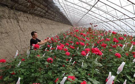 辽宁最大的玫瑰花基地阳玫瑰花种植基地辽阳玫瑰花基地在哪大山谷图库