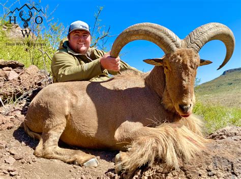 Hunt Aoudad — High West Outfitter