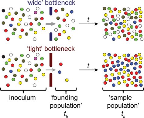 Genetic Diversity and Bottlenecks – Molecular Ecology & Evolution: An ...