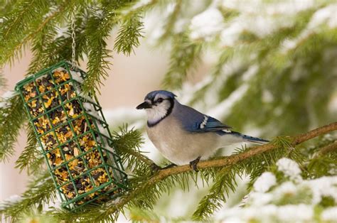 9 Types of Bird Seed For Your Backyard | Blain's Farm & Fleet Blog