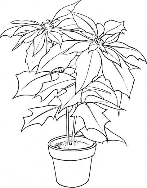 Poinsettia Flower Drawing at GetDrawings | Free download