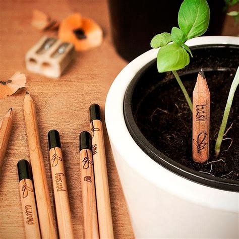 8 Pack Herb Seed Sprouting Pencil Pack Pencil Plant Sprouts Plantable