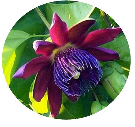 Amazon CEMEHA SEEDS Passionflower Purple Vine Wild Apricot