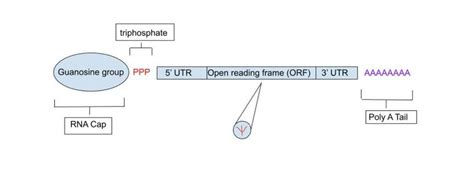 The Structure Of A Modified Mrna The Poly A Tail Increases Translation