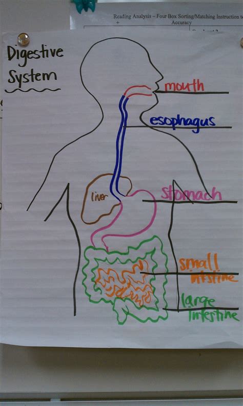 Digestive System Drawing Color Coding Th Grade Digestive System