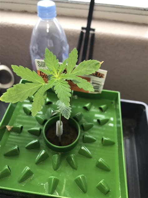 Gorilla Glue 4 Grow Diary Journal Week1 By Cesar831 Growdiaries