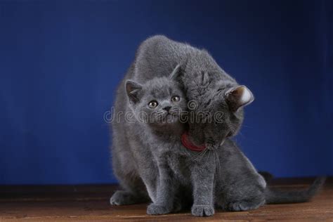 Gato Brit Nico De La Madre De Shorthair Que Abraza Su Gatito Retrato