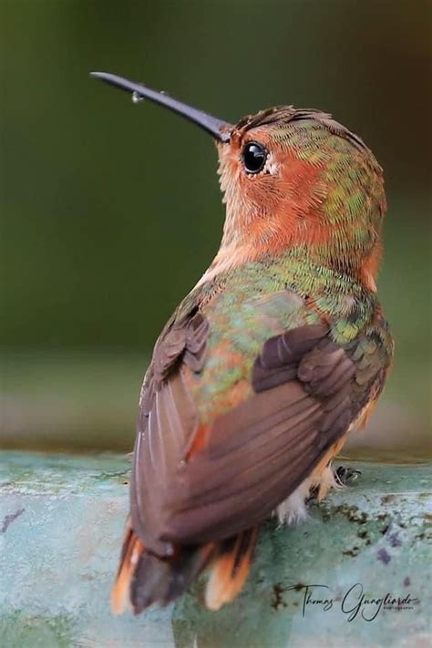 Hummingbirds In Oregon Species With Pictures Artofit