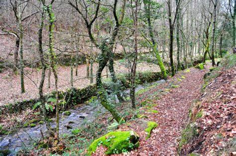 Pase Os Para Peques Dormen Os Nosos Bosques No Inverno Parque