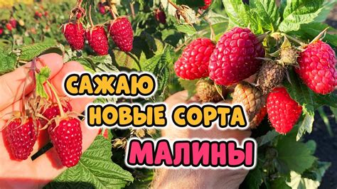 Грядки под малину заправляю так. Сорта ремонтантной малины с очень ...