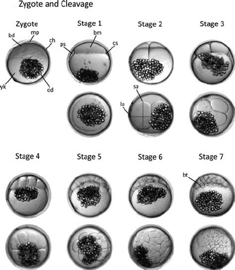 Brightfield Images Of Zygote And Cleavage Stage Embryos Side Views In