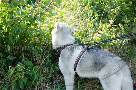 Extra Comfort Stylish Leather Harness For Your Siberian Husky