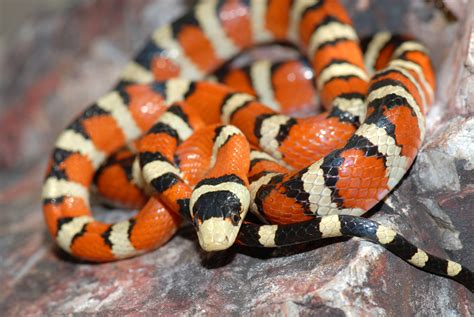 Small Black And White Striped Snake