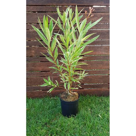 Les Fleurs D Ambre Nerium Oleander Rose Triple Variegata Laurier Rose