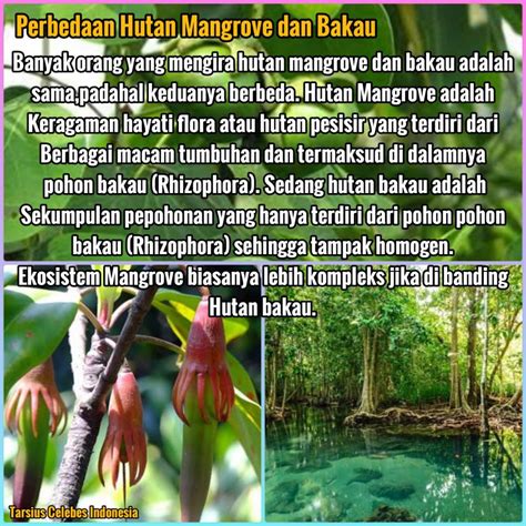 Infografis Mengenal Ekosistem Mangrove Riset