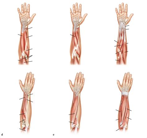 Muscles of forearm Diagram | Quizlet