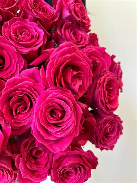 Purpurová růže - Pamela's Flowers