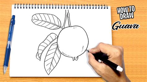 How To Draw Guava Youtube