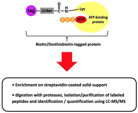 Atp Binding Proteins Jena Bioscience