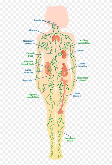 Diagram Of The Lymph System - Illustration, HD Png Download - 517x1151 (#5443827) - PinPng