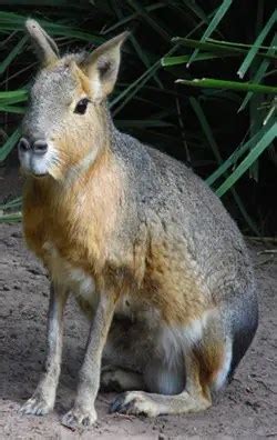 Mara | The Animal Facts