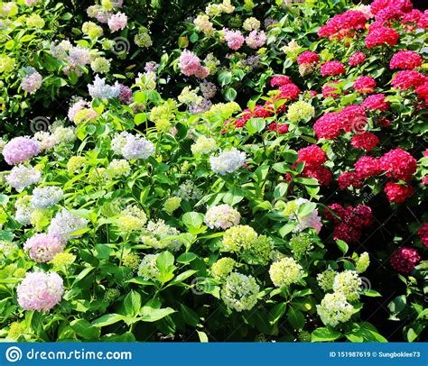 Hydrangea Suguk Festival In Taejongsa Buddhist Temple Taejongdae