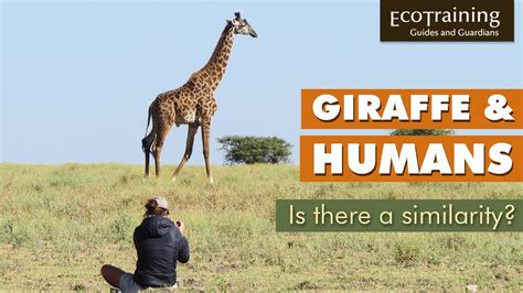 Learn The Facts Is There A Similarity Between Giraffe And Humans