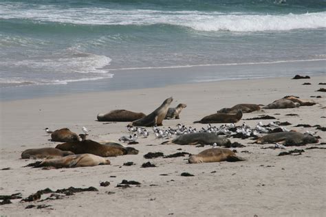 File:Australia kangaroo island seal bay.jpg - Wikitravel Shared