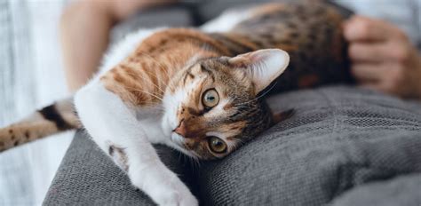 Ear Mites In Cats The Vets