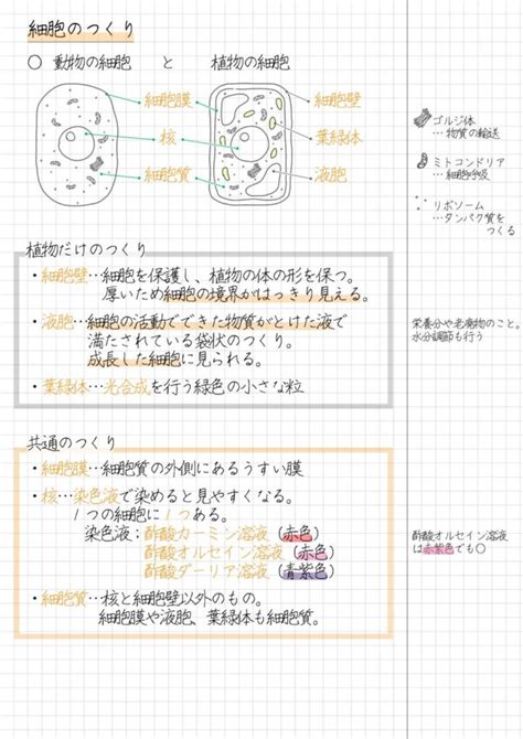 中2理科｜細胞のつくり【細胞壁・細胞呼吸など分かりやすく解説！】 中学 生物 生命｜理科バリーclub