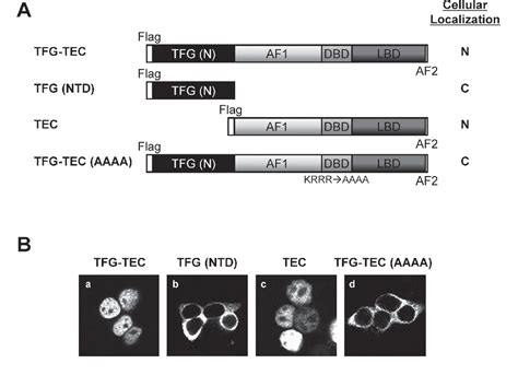 Figure From The Tfg Tec Fusion Gene Created By The T