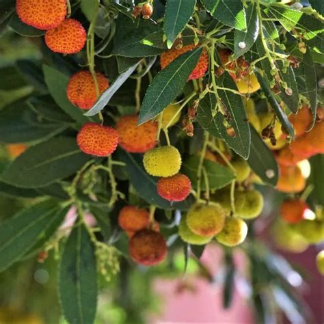 Dwarf Strawberry Tree Arbutus Unedo Compacta Garden Center Point