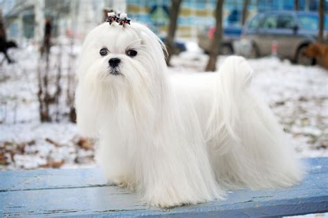 MALTESE DOG SHED | Maltese dogs, Maltese dog breed, Maltese