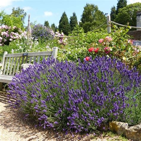 Lavande Vraie Lavandula Angustifolia Hidcote Lavender Garden Flower Garden Lavandula