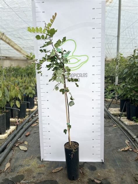 Planta o árbol de Algarrobo injertado en la variedad Duraio Viveros