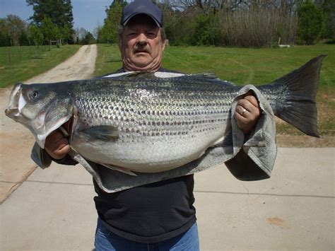 Biggest Striped Bass In The World