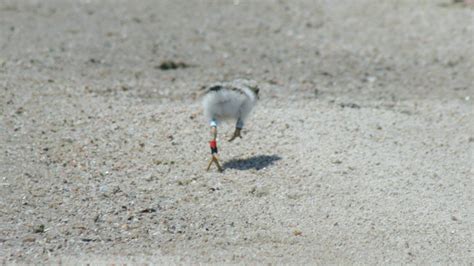 Piping Plover - Nest, Eggs, Chicks | Tern and Plover Conservation
