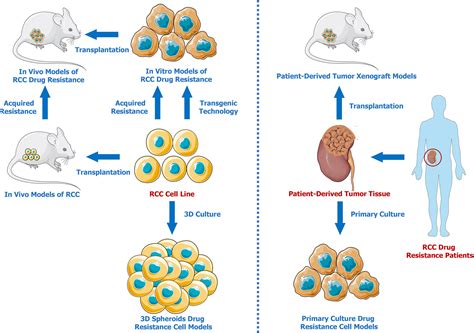 Frontiers Advances In Renal Cell Carcinoma Drug Resistance Models