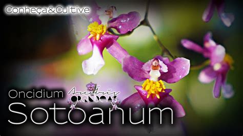 Oncidium Sotoanum Ornithorhynchum Conhe A Cultive Arco Ris