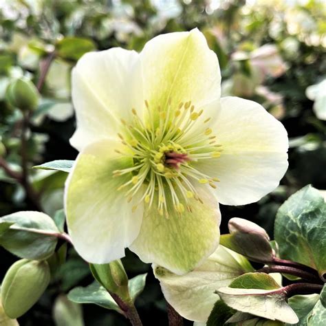 Helleborus Mollys White From Babikow Wholesale Nursery